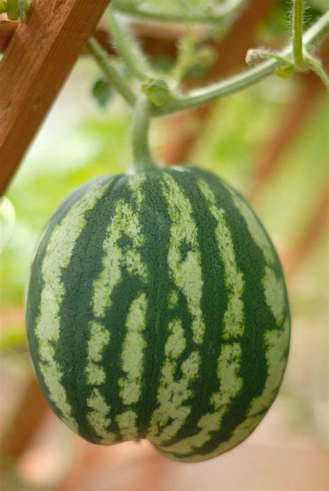 Supporting Watermelon Plants How To Grow Watermelons On Trellises