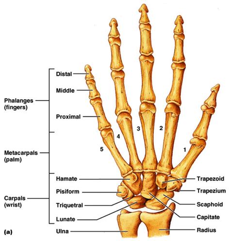 Hand Anatomy Bones In 2019 Anatomy Bones Hand Bone