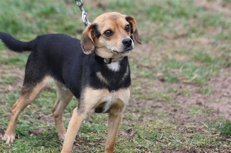 Maybe you would like to learn more about one of these? Cheagle (Beagle-Chihuahua Mix) Info, Puppies, Temperament, Pictures, Behavior