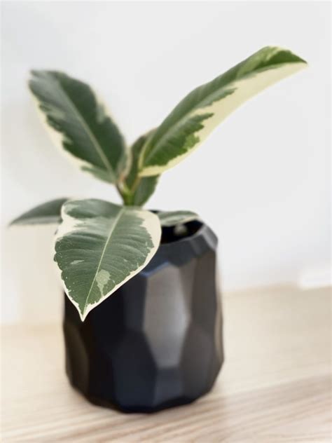 Start with the bed placement. 7 Feng Shui Plants That Are Easy to Keep Alive - My ...