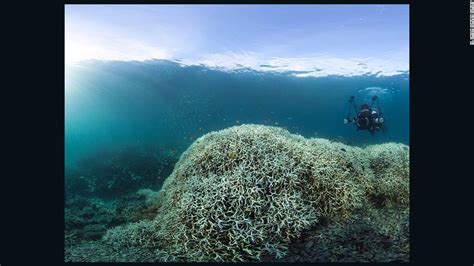 The Great Barrier Reef Is Not Actually Dead Cnn