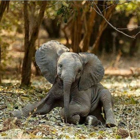 Baby Elephant Elephant Baby Elephant Cute Baby Animals