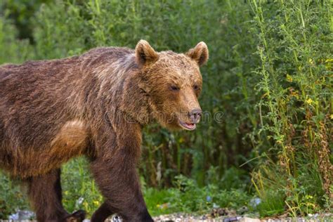 European Brown Bear Ursus Arctos Arctos In Natural Habitat Romania
