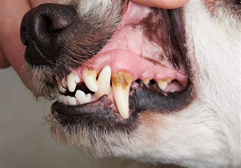 How To Clean Your Dogs Rotten Teeth At Home A Friendly Guide