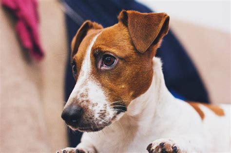 Follicolite Nel Cane Quali Sono Le Cause I Sintomi La Diagnosi E La Sua Cura