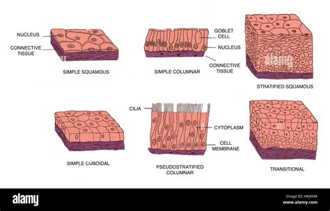 Types Of Epithelial Cells Stock Photo Alamy