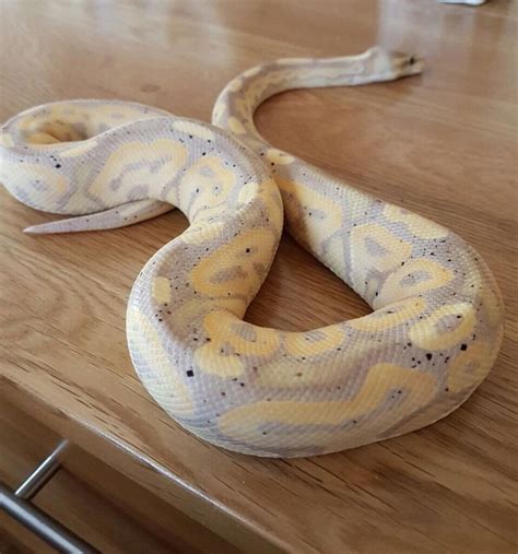 Banana Cinnamon Royal Python Snake For Sale In Erith London Gumtree