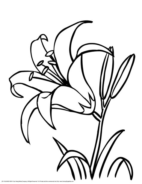 Lily Drawing Outline At Getdrawings Free Download