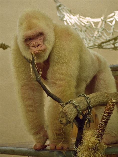 Til Snowflake Is The Only Known Albino Gorilla He Was A Resident Of
