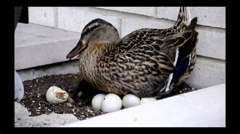 Ducks Hatching Youtube