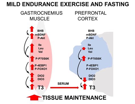 Nutrients Free Full Text Mild Endurance Exercise During Fasting