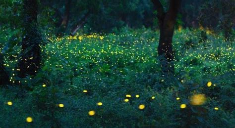 Bhandardara Lakeside Fireflies Festival Camping
