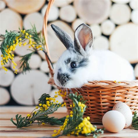 Easter Bunny Origins The Fascinating History Of The Easter Bunny
