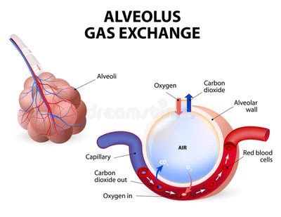 Dexoygenated Blood Enters By The Pulmonary Arteries That Leads To A