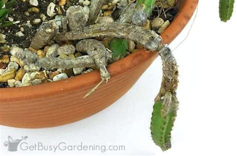 This type of cacti is particularly prone to pest infestation too. How To Save A Rotting Cactus Plant - Get Busy Gardening