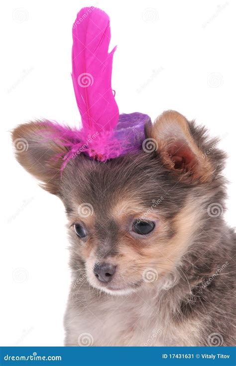 Tiny Puppy Wearing A Funny Hat Stock Image Image Of Looking