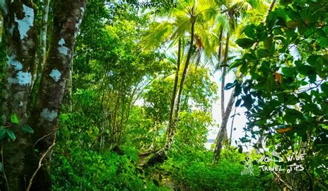 The 6 Most Stunning Costa Rica Rainforest For Your Trip