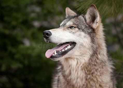 Timber Wolf Canis Lupus Looking Up Stock Image Image 14283109