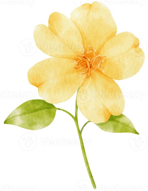 ilustración acuarela flores amarillas 9786192 PNG