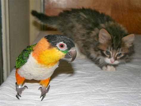 20 Cutest Pictures Revealing The Sweet Friendship Of Cats And Parrots