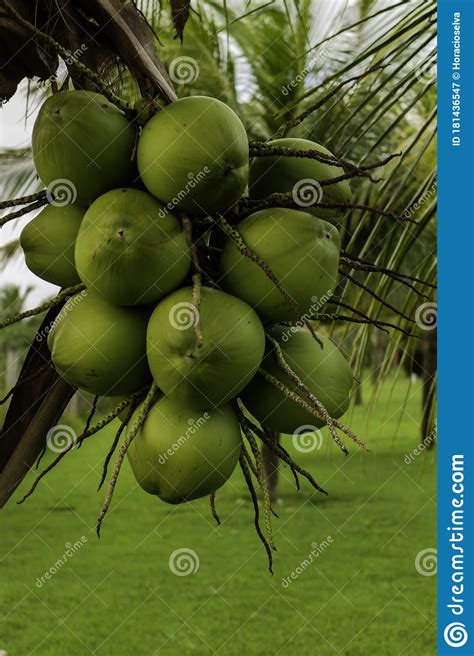 Posy Of Coconuts On A Palm Tree Round Fruit Of Green Color With Water