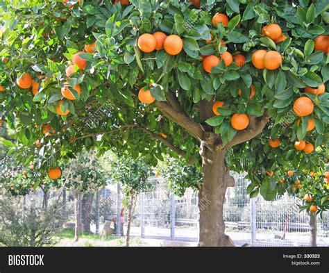 Sour Orange Tree Image And Photo Free Trial Bigstock