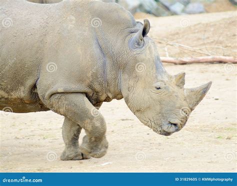 Rhino Running Stock Image Image Of Horn Rhino Large 31829605