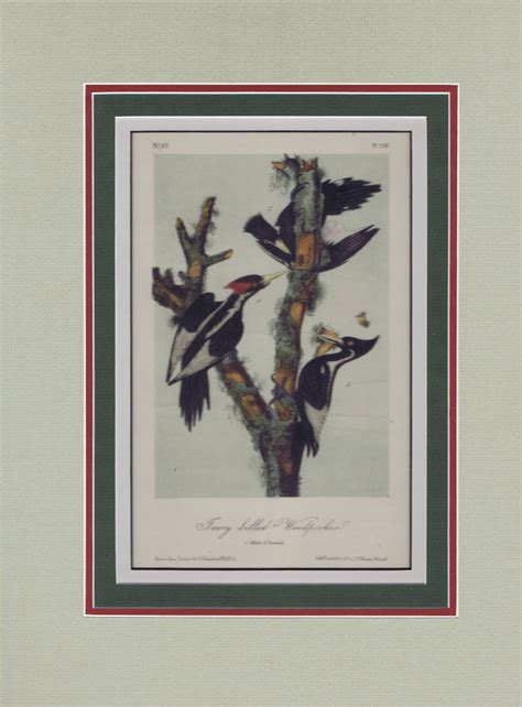 audubon original octavo matted ivory billed woodpecker plate 256 princeton audubon prints