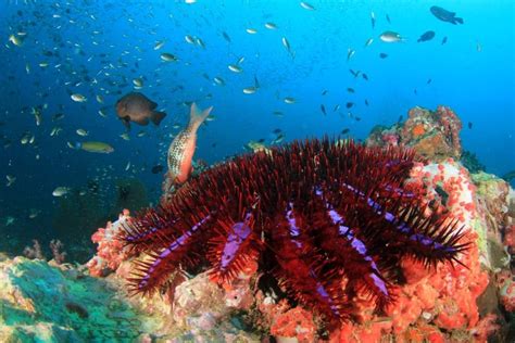 Crown Of Thorns Starfish Facts Critterfacts