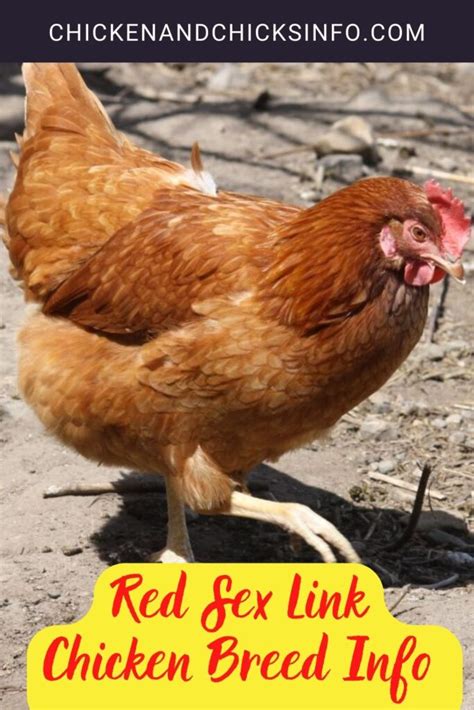 Red Sex Link Chicken Breed Info Where To Buy Chicken And Chicks Info