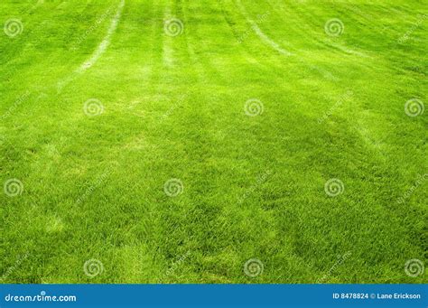 Lush Green Lawn Stock Photo Image Of Focus Area Blade 8478824