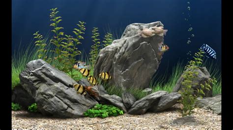Amazingly Beautiful 3d Aquarium Live Wallpaperhow To Download And