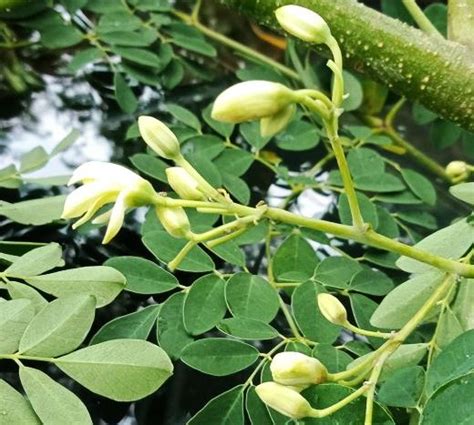 More images for bungah kelor » Manfaat Kelor untuk Seksualitas Laki-Laki dan Perempuan - Odesa Indonesia