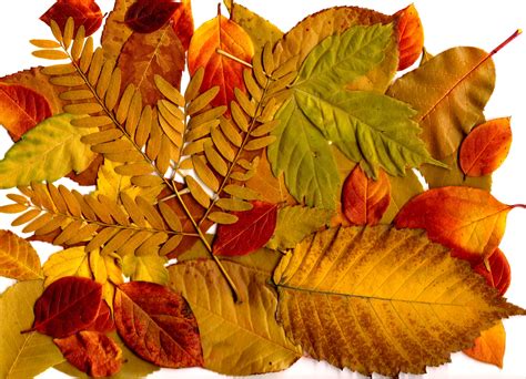 Autumn Leaves Collage Picture | Free Photograph | Photos Public Domain