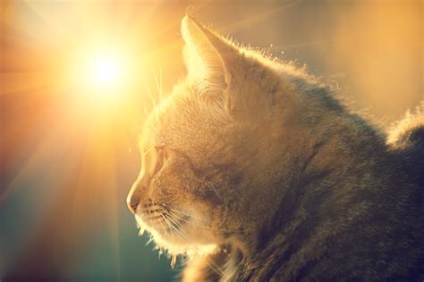 Discover The Healing And Spiritual Energy Of Cats Cats Pets Cat Life