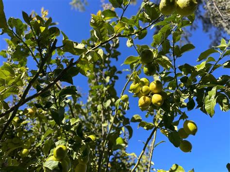 Citrus Greening Disease Battle Will Continue In Riverside County