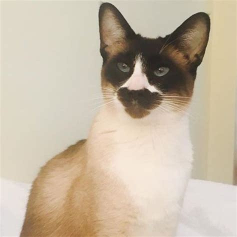 Lost Cat Chocolate Point Siamese Cat Called Poppy Oxford Area