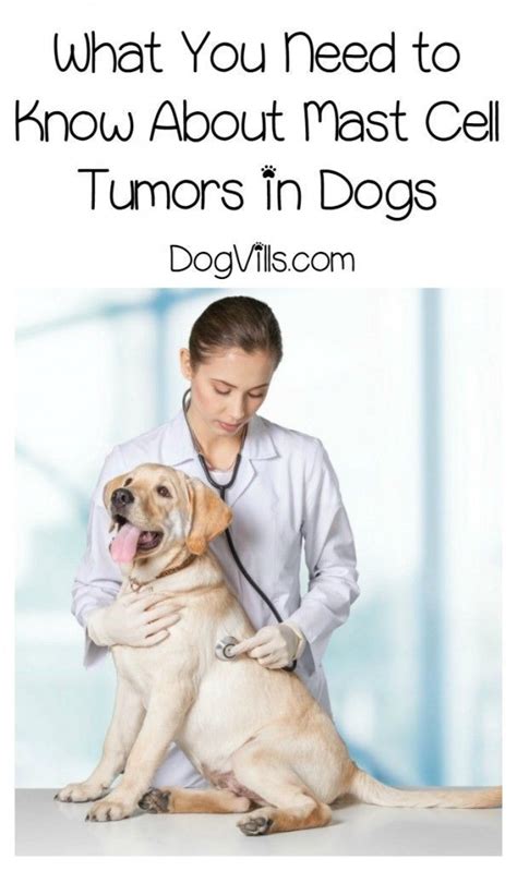 Mast Cell Tumors Everything You Need To Know Tumors On Dogs Mast