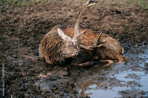 Deer resting and sleeping in mud. Expressive portrait of dead wild