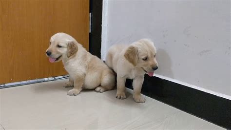Golden Retriever Male Female Puppies Available For Sale Arm Dog