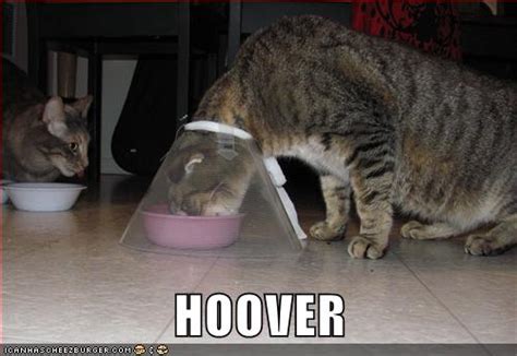 Hoover Lolcats Lol Cat Memes Funny Cats Funny Cat Pictures