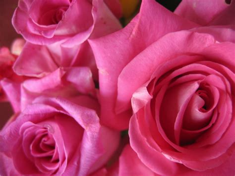 Pink Roses 7 Free Stock Photo Freeimages