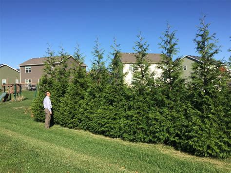 Thuja Green Giant Thuja Green Giant Fast Growing Trees Fast Growing