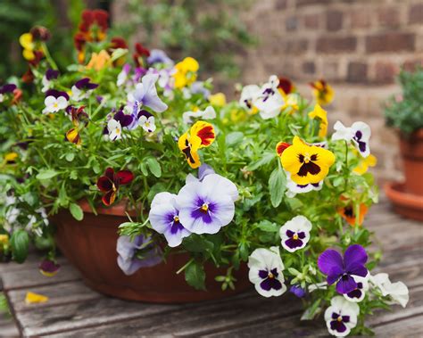 For Your Balcony Garden Here Are 7 Pretty Blooming Flowers Buzz News