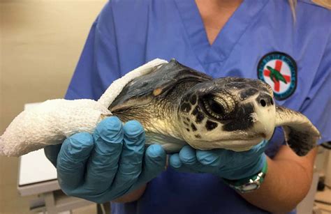 Saving Sea Turtles Movie Screening The Turtle Hospital Rescue Rehab