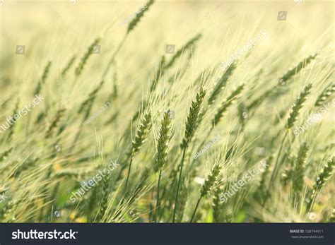 Green Wheat Field Stock Photo 108744911 Shutterstock