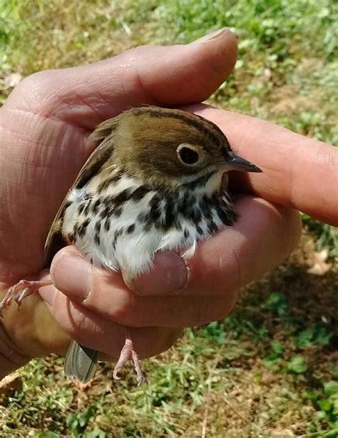 Why Theyre Called Ovenbirds
