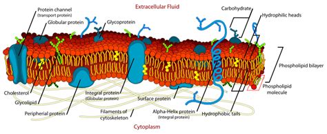 Cell membrane - wikidoc