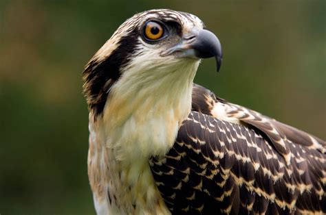 Ospreys The Real Sea Hawks Here In Southwest Florida It Is Not By