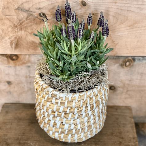 6 Lavender In Plant Basket Flowers Talk Tivoli